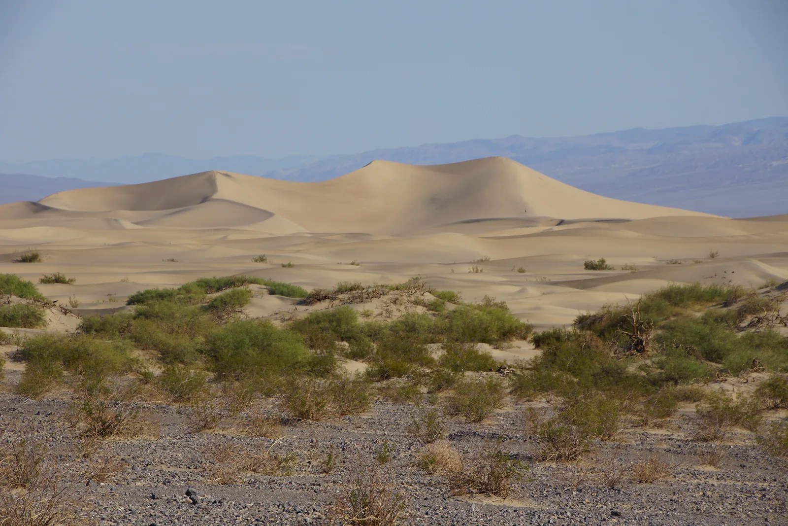 Gently curving pale sand dunes in Death Valley National Park beyond a plain with green mesquite shrubs, mountain ranges in the haze behind