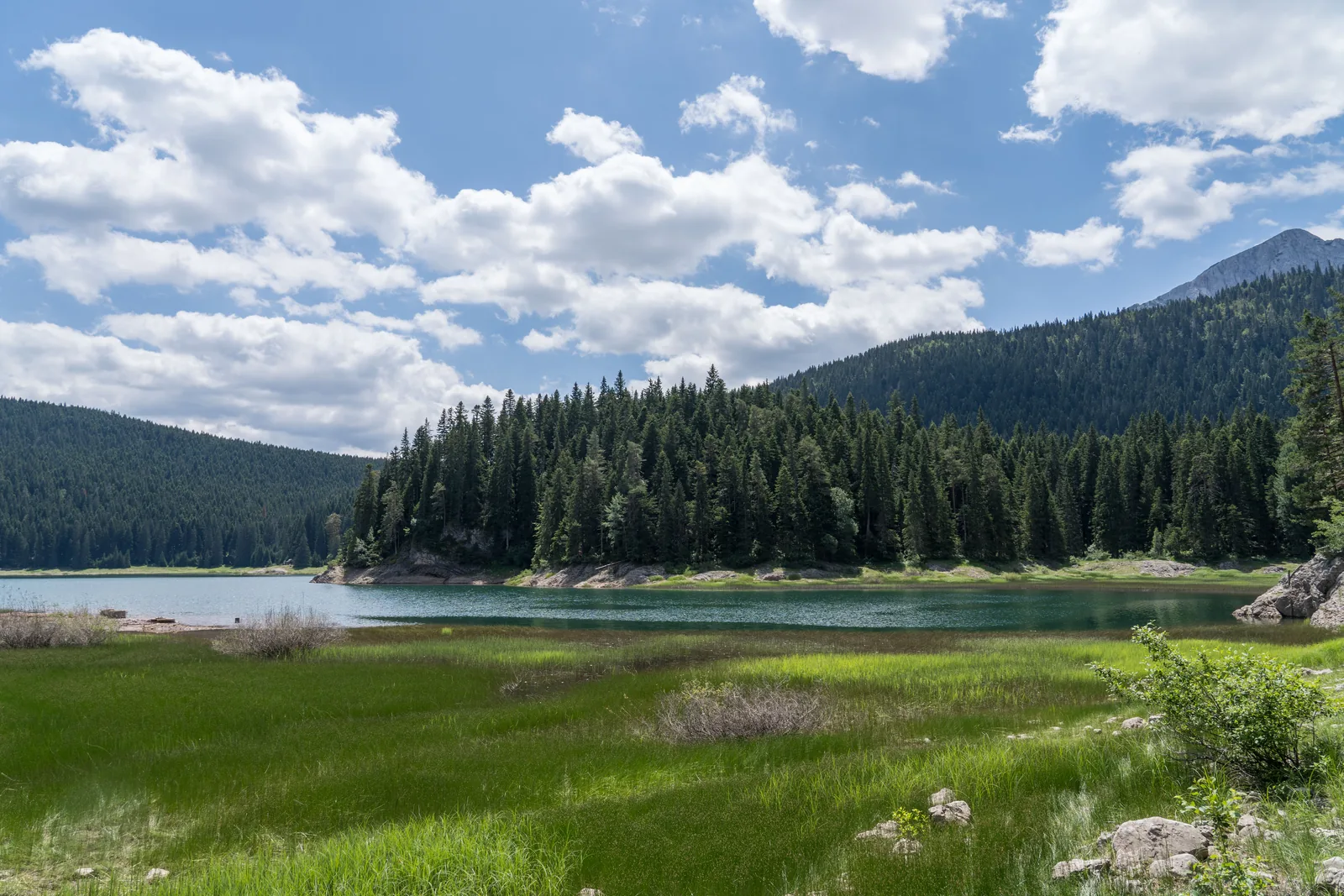 View across a green lakeside meadow in Durmitor National Park to a lake in front of dense conifer forest, a mountain peak and white clouds above