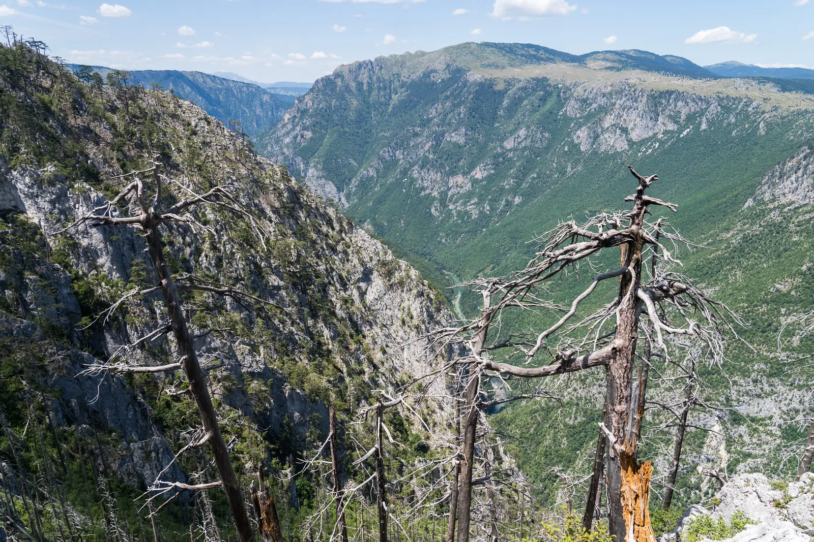 View into a deep, wooded canyon with steep limestone walls, dead pines on a rocky ledge in front