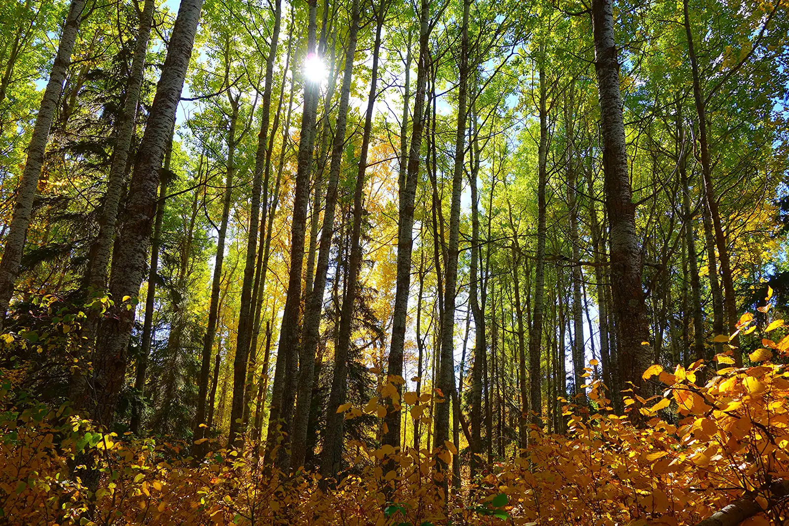 Tall, slender aspen trunks backlit in Elk Island National Park, the undergrowth glowing autumn yellow and orange