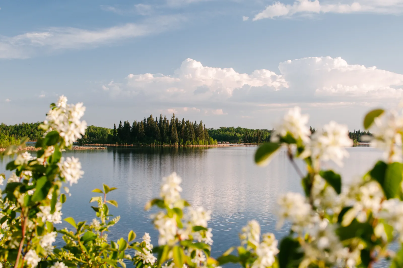 Evening light over the glassy Astotin Lake in Elk Island National Park with a forested island, white-flowering branches in the foreground: the lake you explore by canoe, kayak or paddleboard