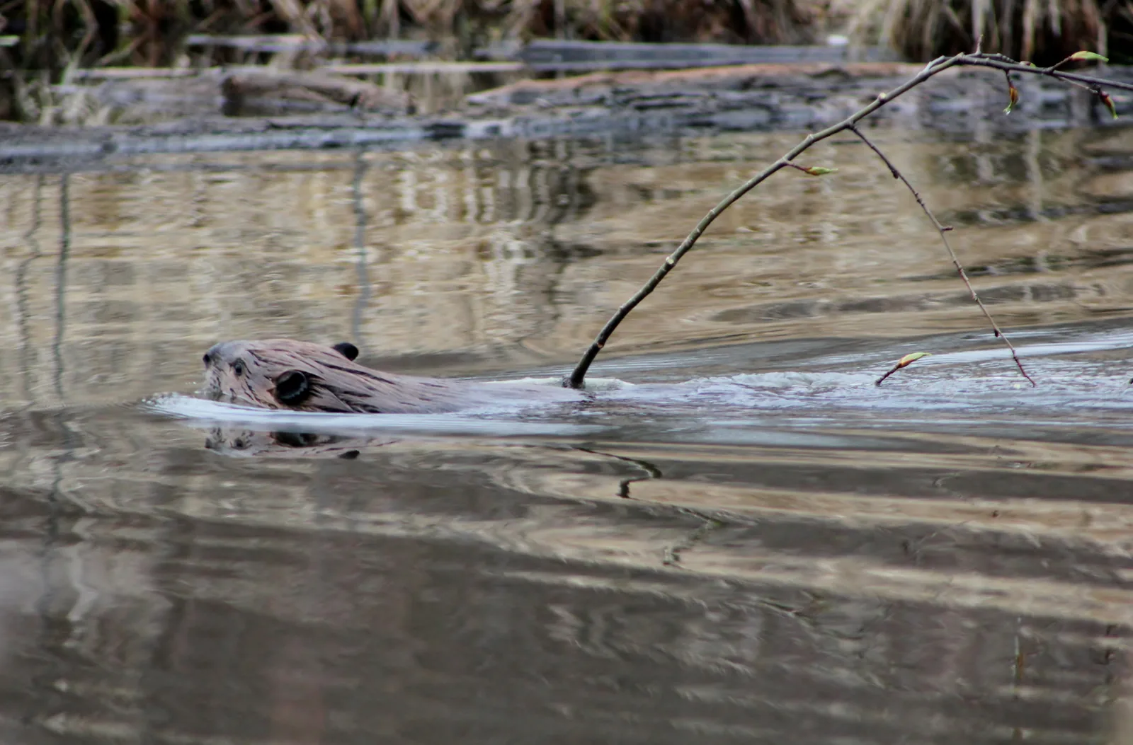 A beaver swims through shallow water in Elk Island National Park with a branch in its mouth, a fine wake trailing behind it