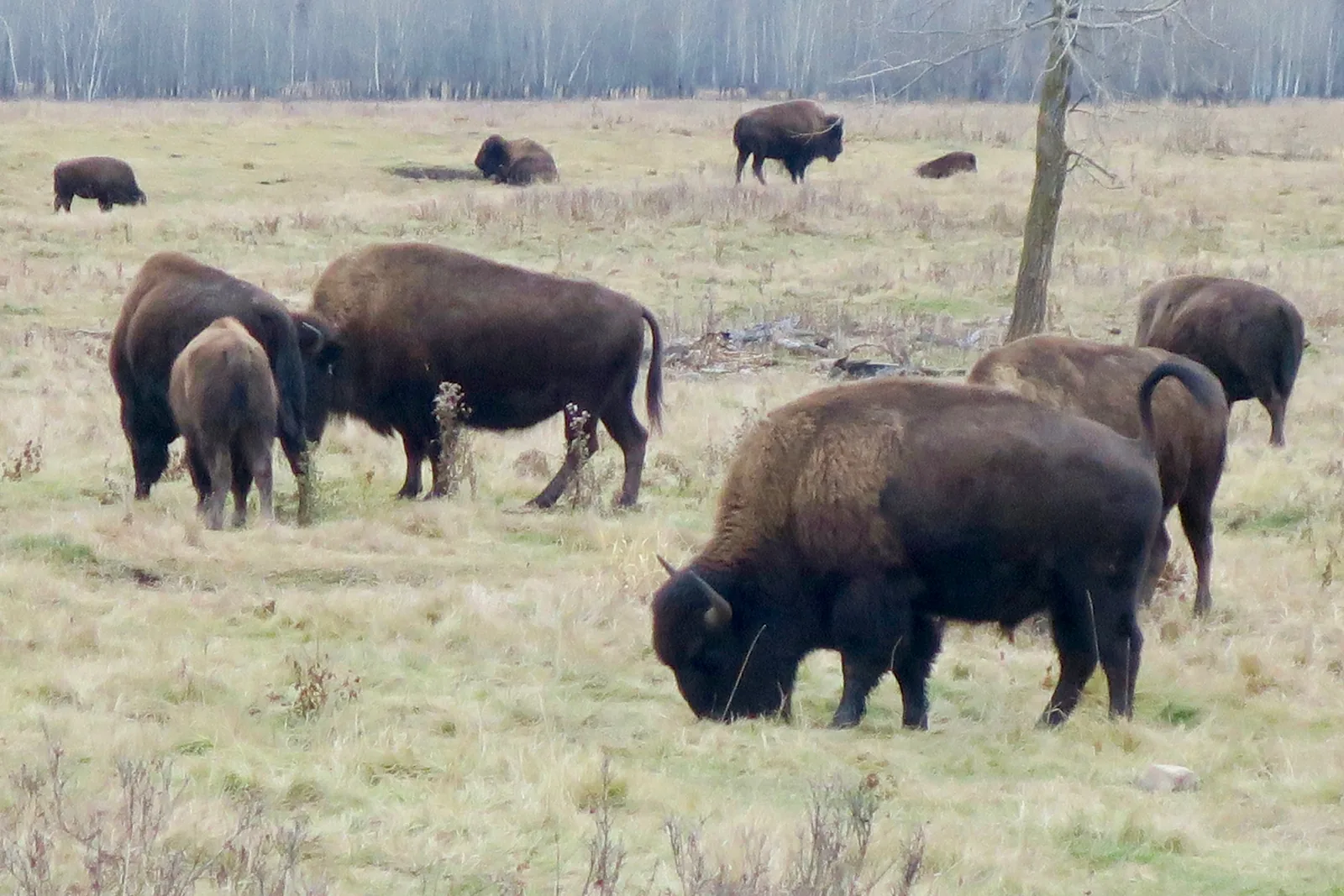 Several bison graze close together on a pale meadow between bare aspen trunks in Elk Island National Park, a powerful bull with lowered head in the foreground