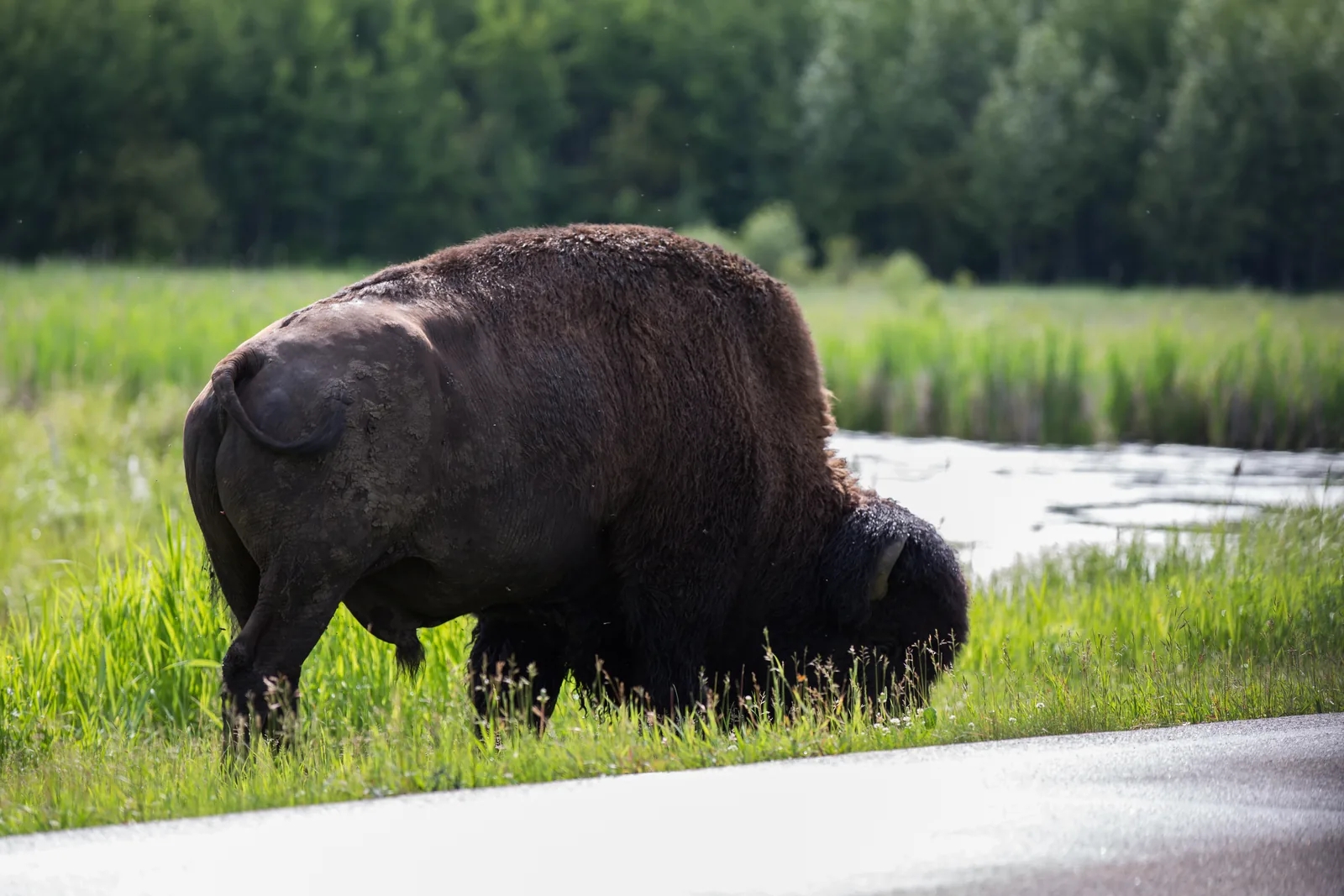 A bison grazes in tall grass right next to a park road in Elk Island National Park, dense green forest behind; this is how you often see the animals on the way in by Parkbus