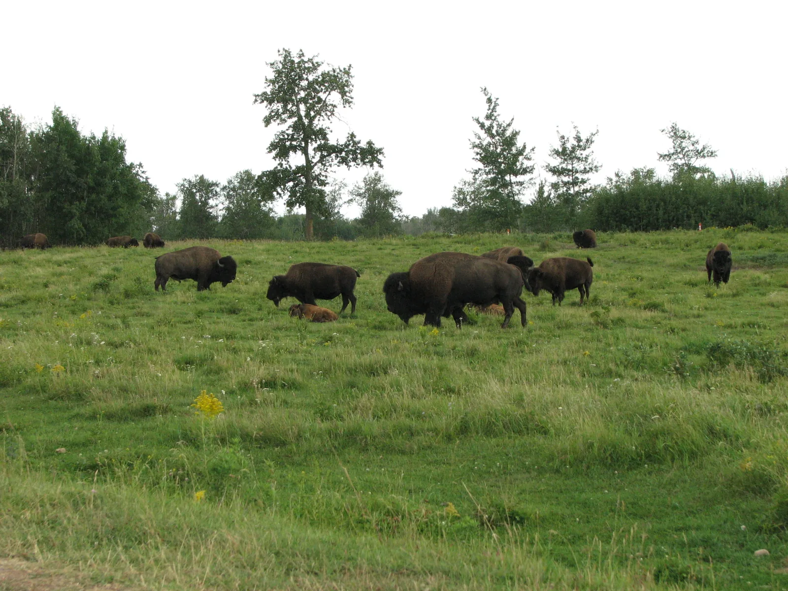 A herd of plains bison grazes scattered across a wide green meadow in Elk Island National Park, a row of leafy trees behind under a grey sky