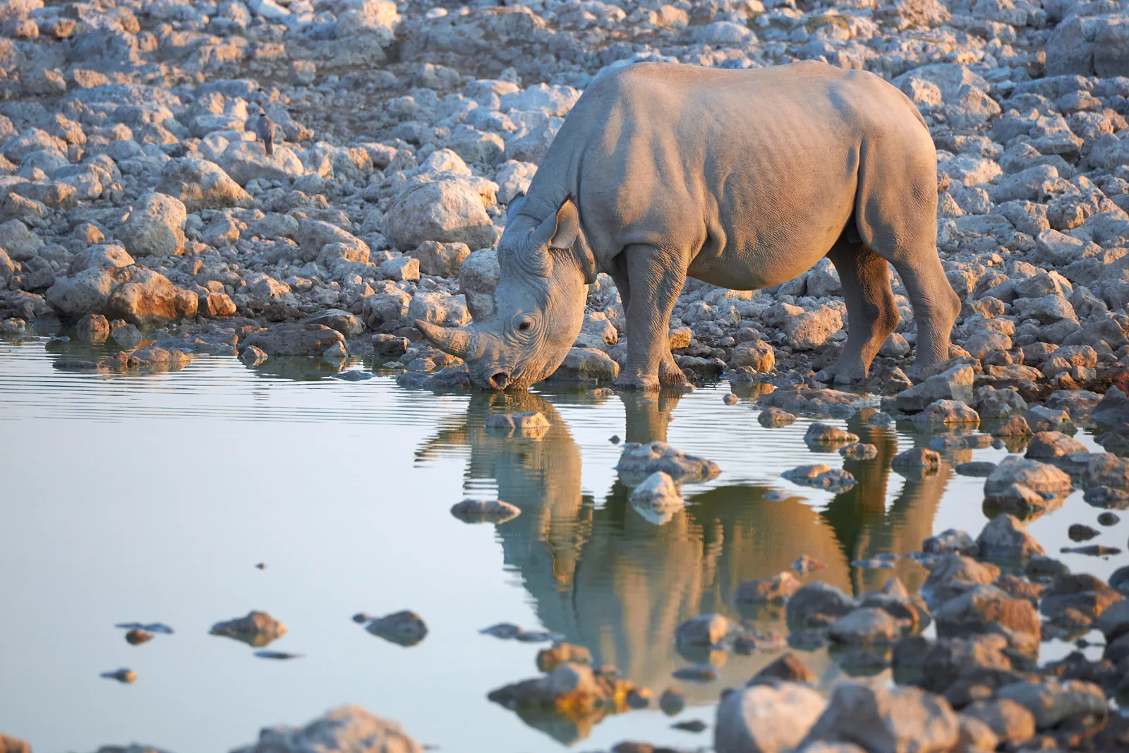 A black rhino in Etosha National Park stands at the shallow edge of a waterhole, drinking, its reflection in the water.
