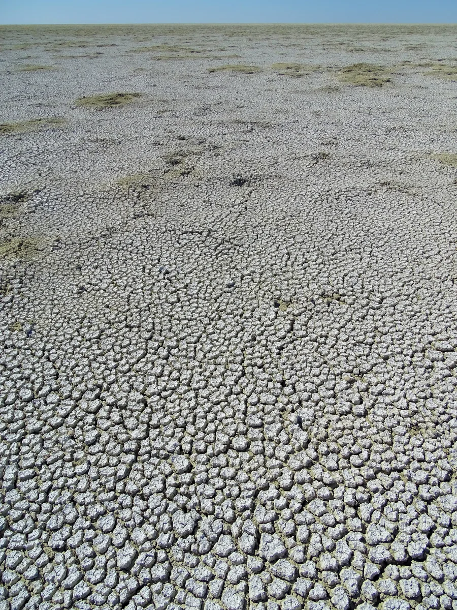 Cracked salt crust of a dried-out pan in Etosha National Park, broken into plates, with animal tracks in it.