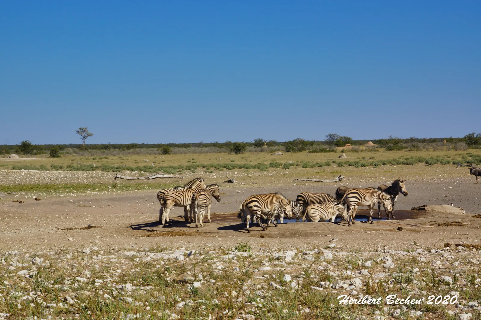Thatched tented chalets of Dolomite Camp in Etosha National Park scattered along a rocky ridge above a wide plain covered in bush.