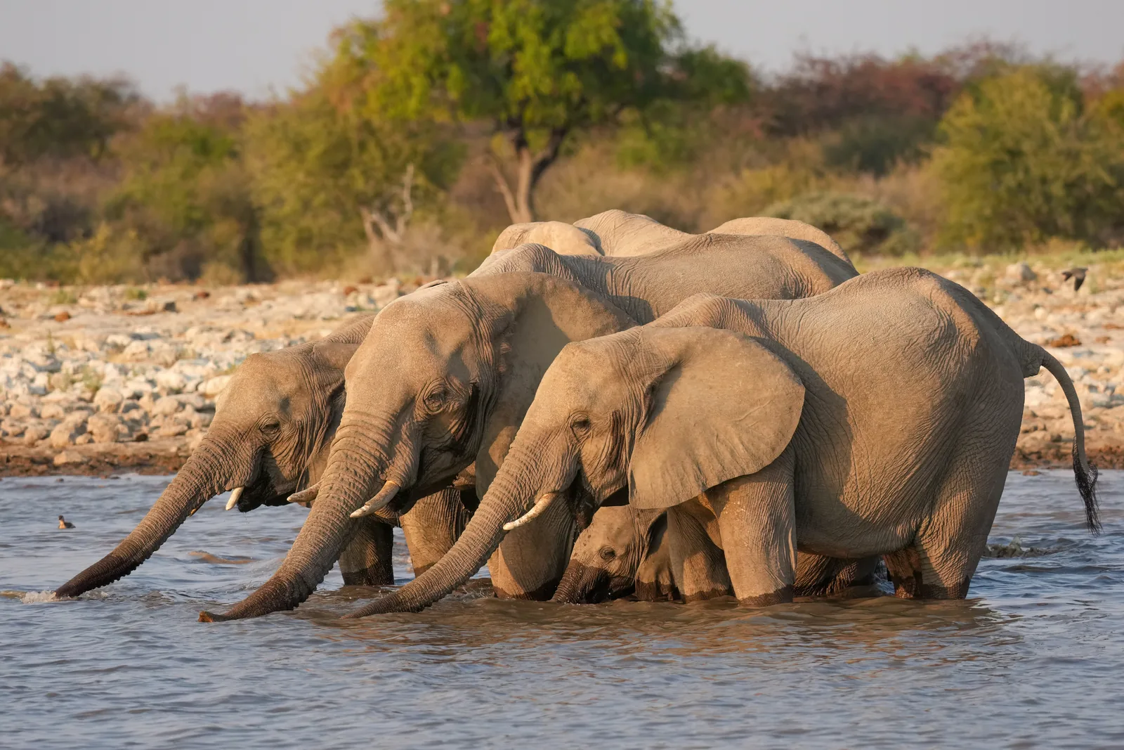 A herd of African elephants stands tightly packed at a waterhole in Etosha National Park, drinking, with open, dusty plains all around.