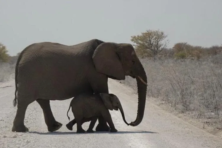 Offer photo: Full-day game drive in a nine-seater 4x4 with a local guide