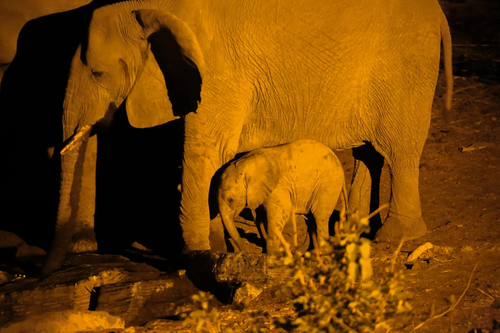 Several elephants stand at the edge of a waterhole in Etosha National Park between low bushes, rocky terrain behind.