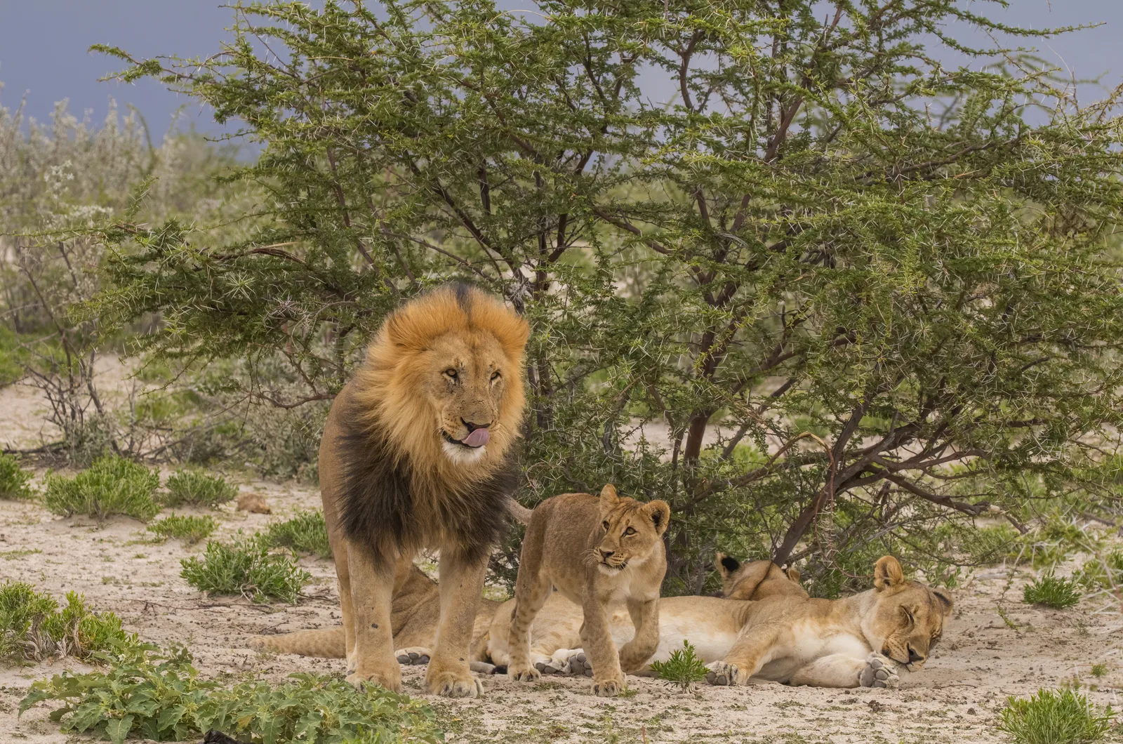 A male lion in Etosha National Park with a dark mane lies in dry grass, a cub beside him.