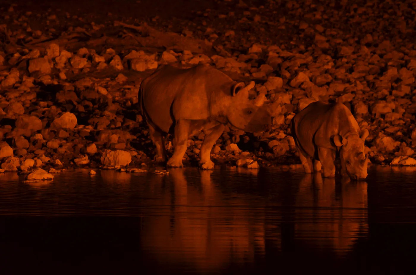 Two rhinos drinking at night at the floodlit Okaukuejo waterhole in Etosha National Park, their outlines reflected in the dark water