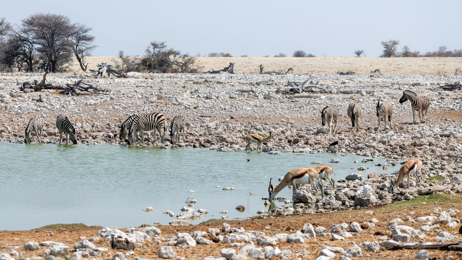Zebras and springbok crowd together in Etosha National Park at the edge of a shallow waterhole in a dusty, open landscape.