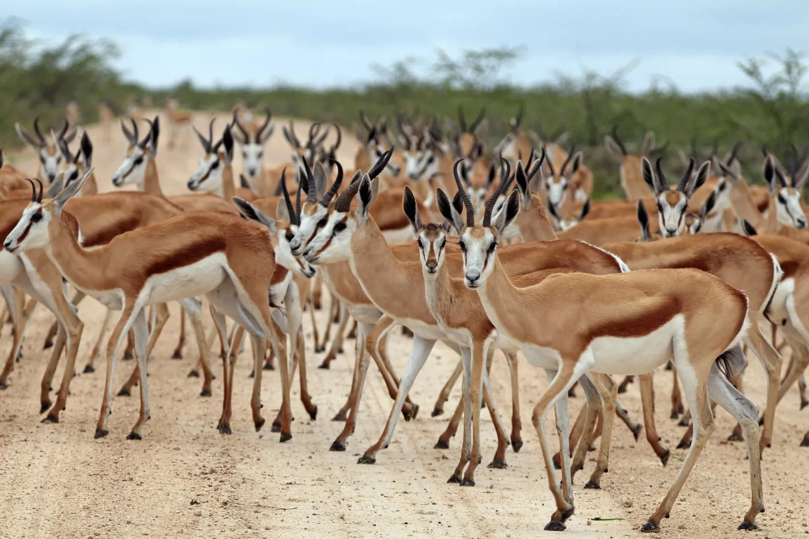 A springbok stands in Etosha National Park in the middle of a pale gravel road, dry grass and low bush on either side.