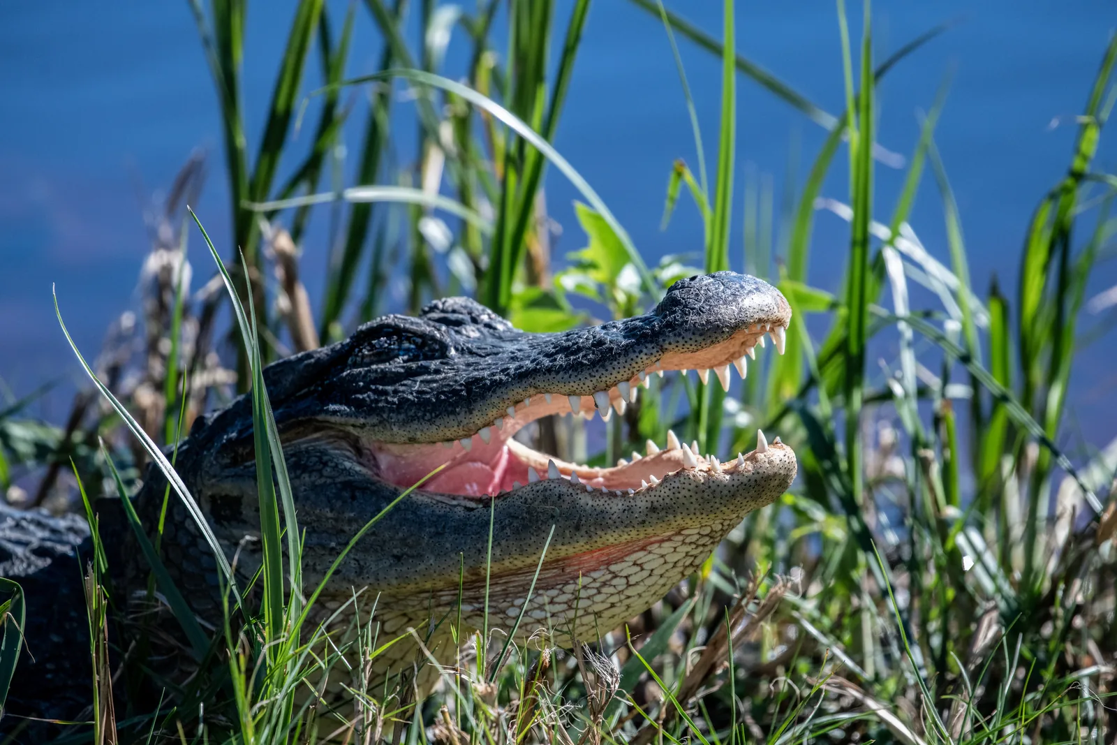 Close-up of an American alligator in Everglades National Park with its mouth open among tall grasses in front of blue water