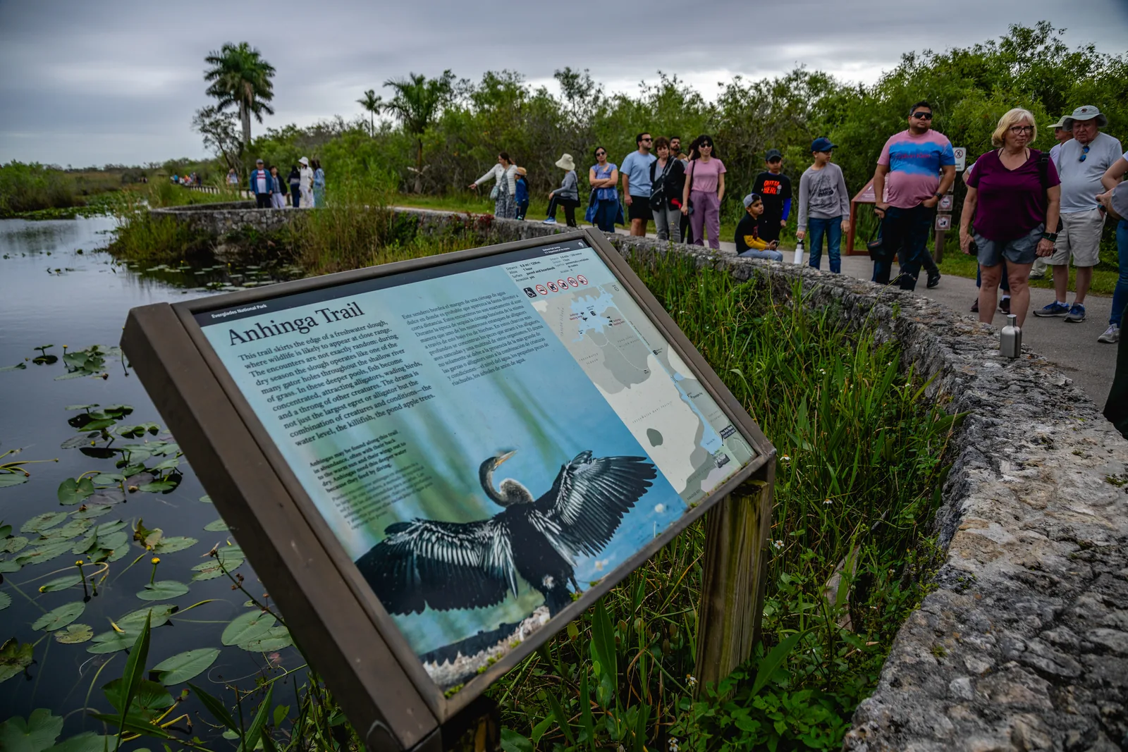 Visitors on the paved path of the Anhinga Trail in Everglades National Park beside water with water lilies, in front an information panel showing an anhinga