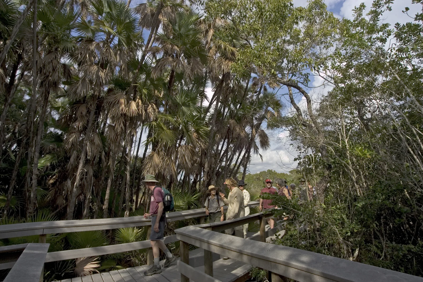 A group of hikers on the wooden boardwalk through Mahogany Hammock in Everglades National Park, between tall palms and hardwood trees