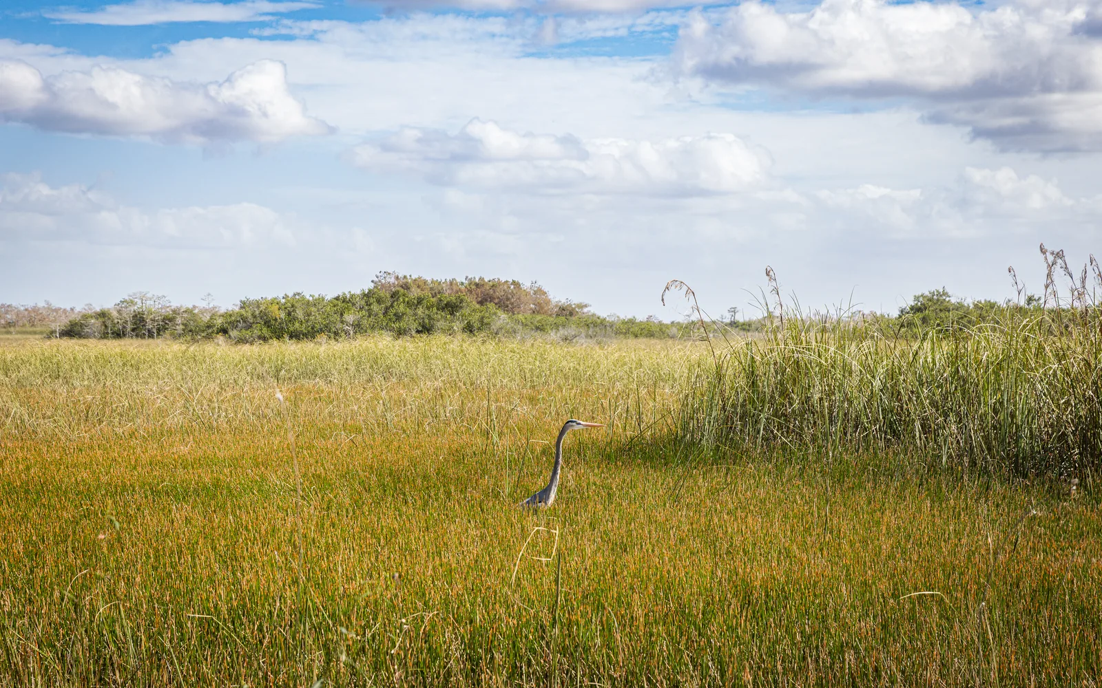A great blue heron in the golden-green sawgrass of Shark Valley in Everglades National Park, with tree islands under a blue sky with clouds behind