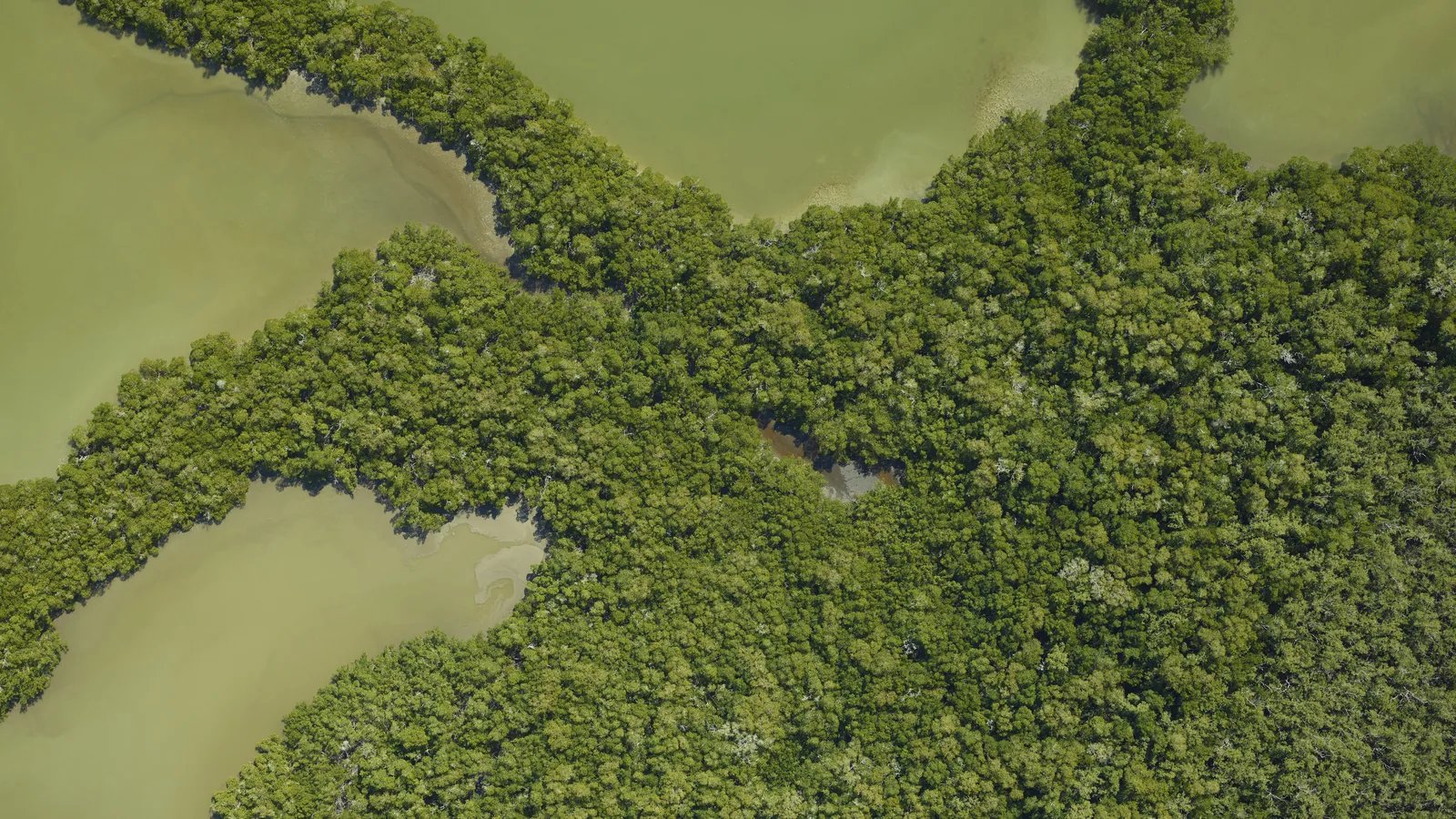 Aerial view of dense mangrove islands in Everglades National Park, with murky green channels winding between them