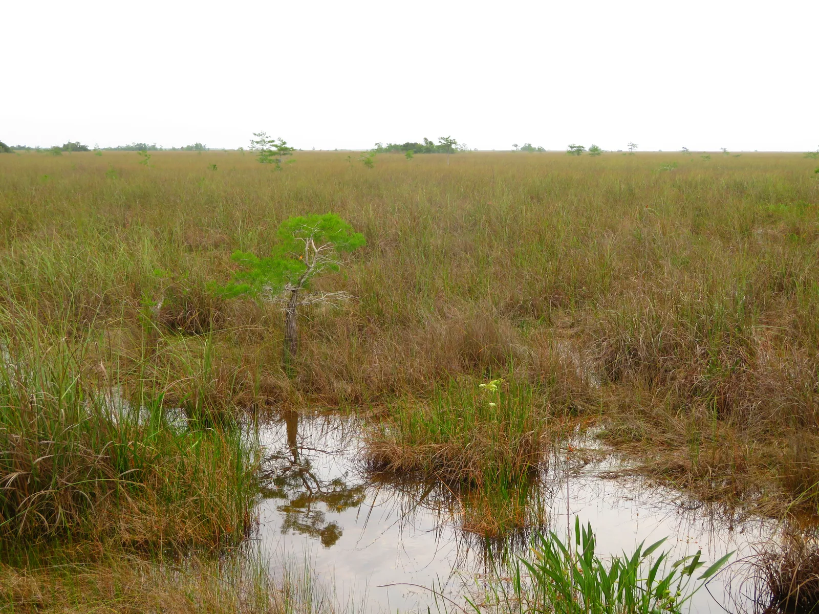 Brown and green sawgrass in Everglades National Park stretching to the horizon, with a shallow pool and a single small cypress in front
