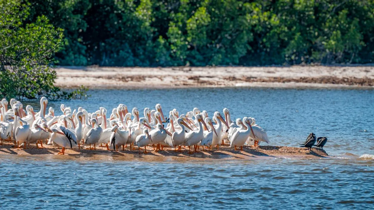 Offer photo: Pontoon boat through the Ten Thousand Islands