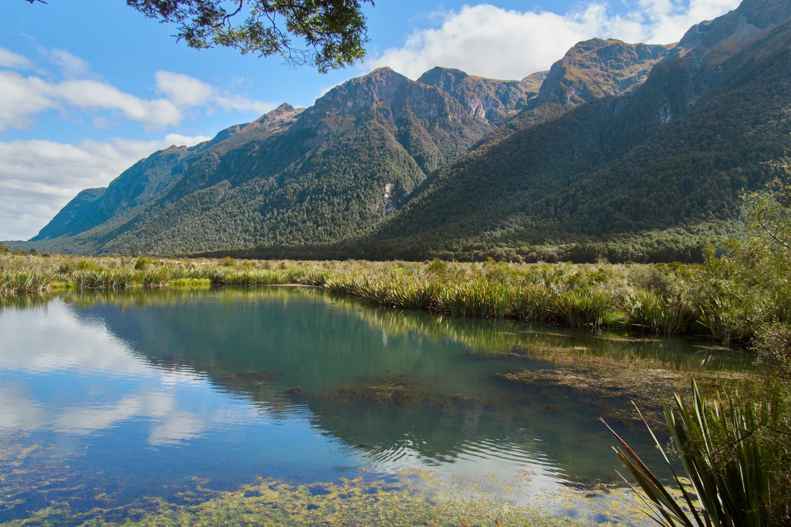 The Mirror Lakes on the Milford Road in Fiordland National Park reflect the Earl Mountains, with tussock and flax on the shore