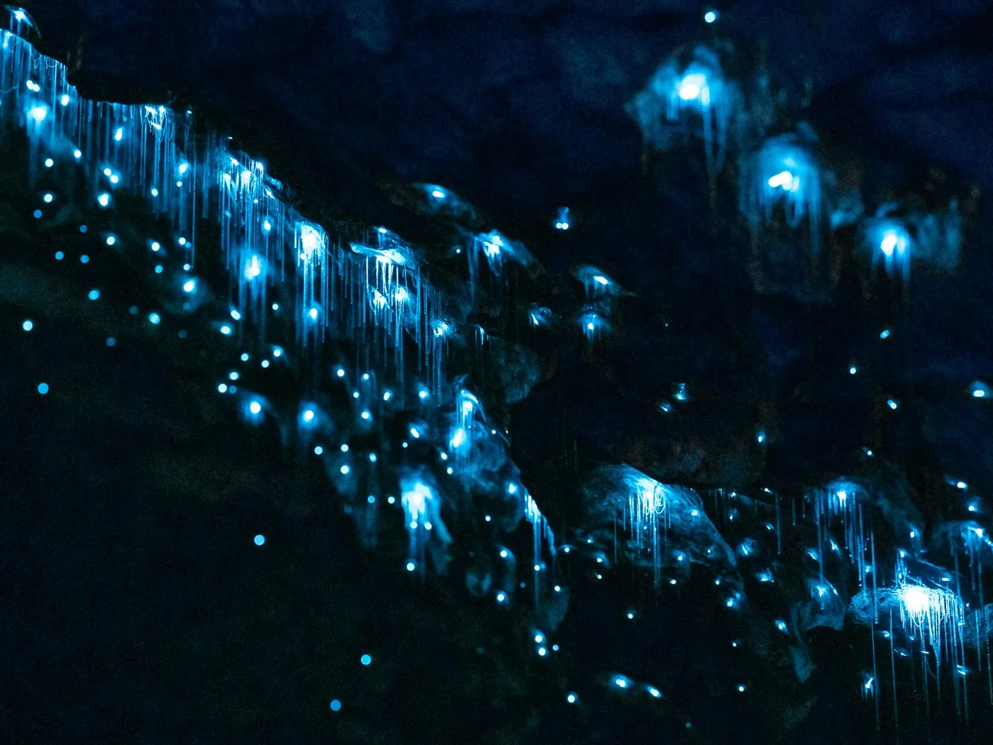 Offer photo: Te Anau: boat trip to the glowworm caves with a guided tour