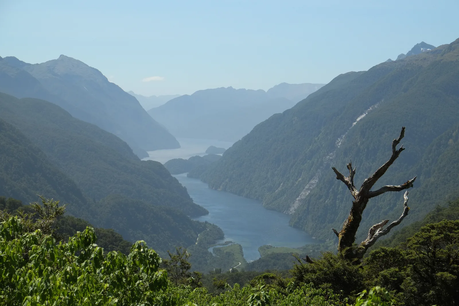 Afternoon view from Wilmot Pass in Fiordland National Park down into Doubtful Sound between forested mountains, a dead tree in front