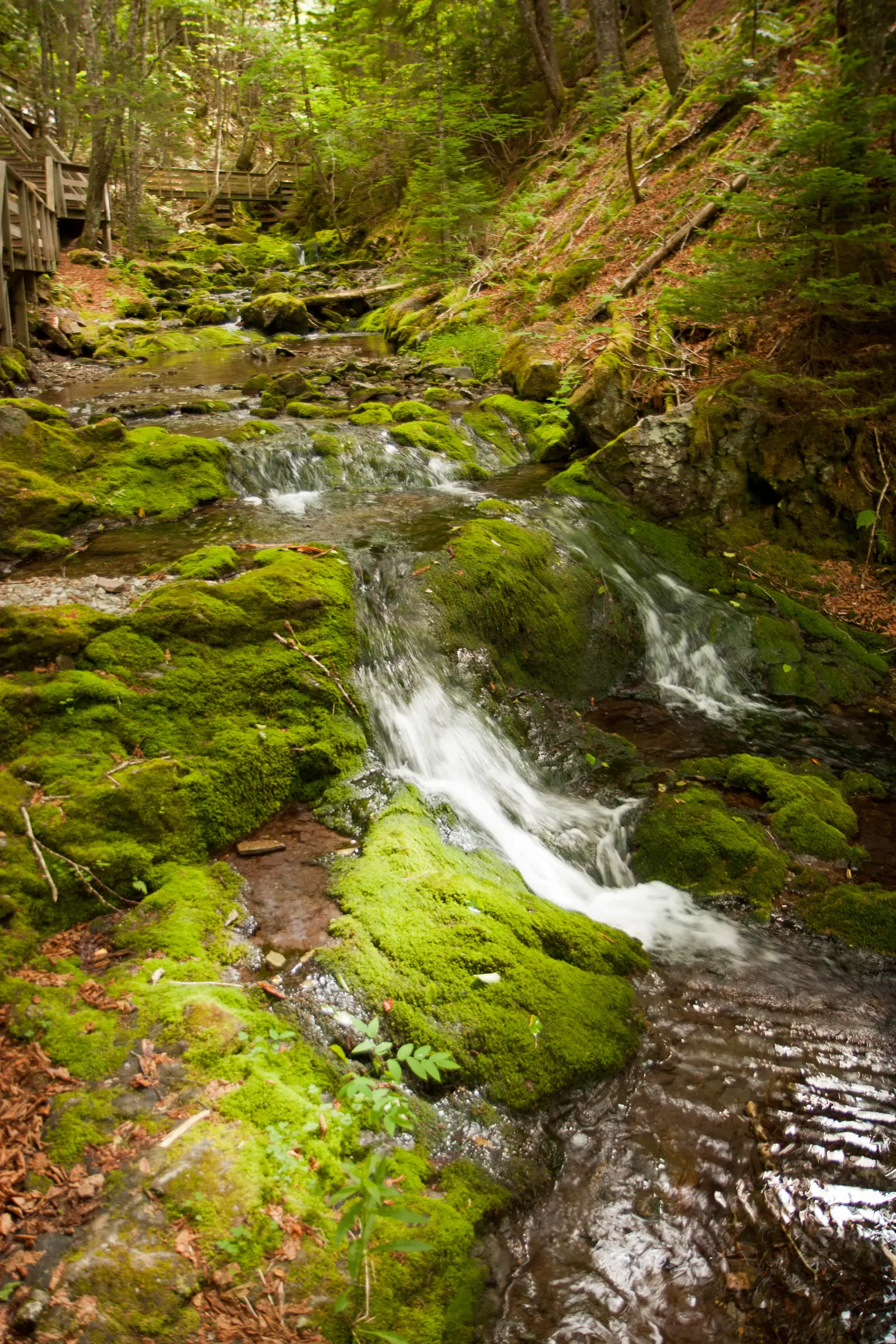 Narrow cascade of Dickson Falls in Fundy National Park flowing over bright green mossy rock steps in dense forest