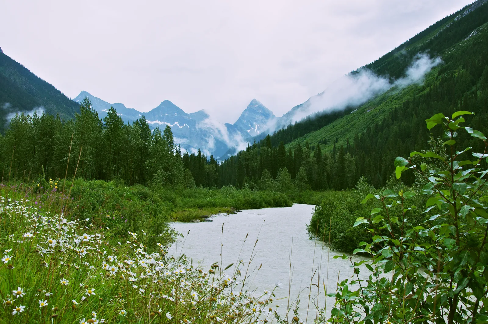Milky grey glacial water flows in Glacier National Park in Canada through a green valley floor with daisies, cloud-covered rock peaks behind