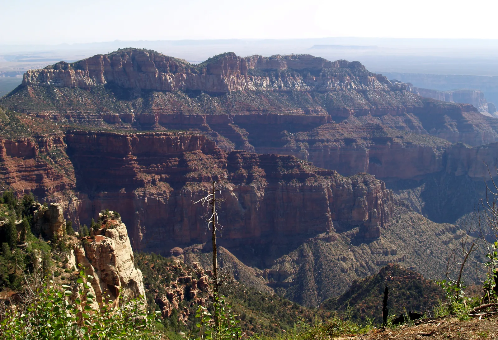 View from Point Imperial in Grand Canyon National Park, on the North Rim, over forested rock steps into the wide canyon