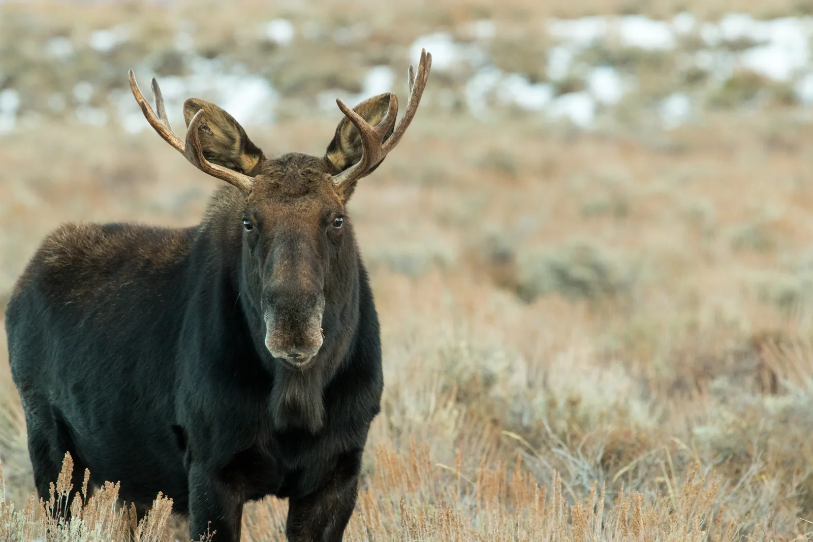 A young bull moose in Grand Teton National Park stands with small antlers in sagebrush between patches of snow