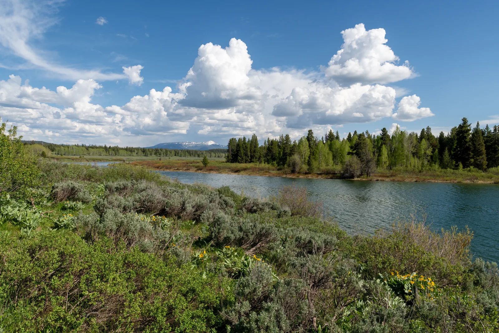 The calm Snake River at Oxbow Bend in Grand Teton National Park with sagebrush and yellow flowers in the foreground