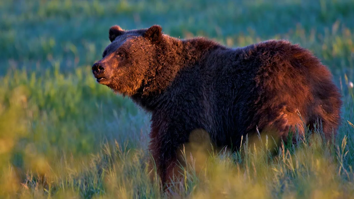 Offer photo: From Jackson: Grand Teton Sunset and Sightseeing Tour
