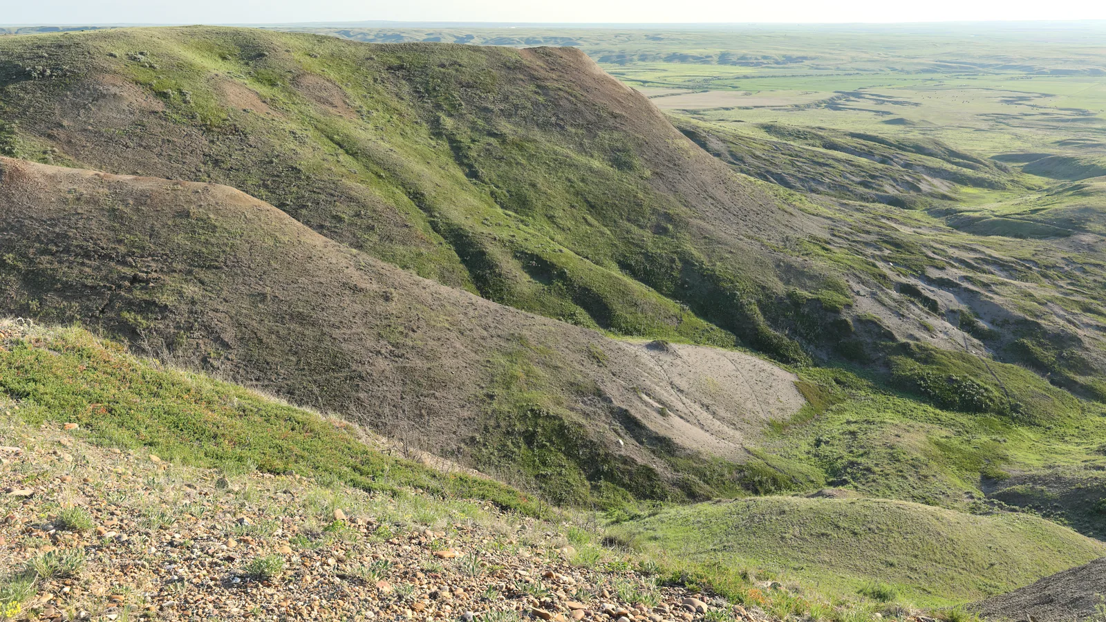 View from a hill in Grasslands National Park over green ridges and pale erosion gullies out into the flat prairie
