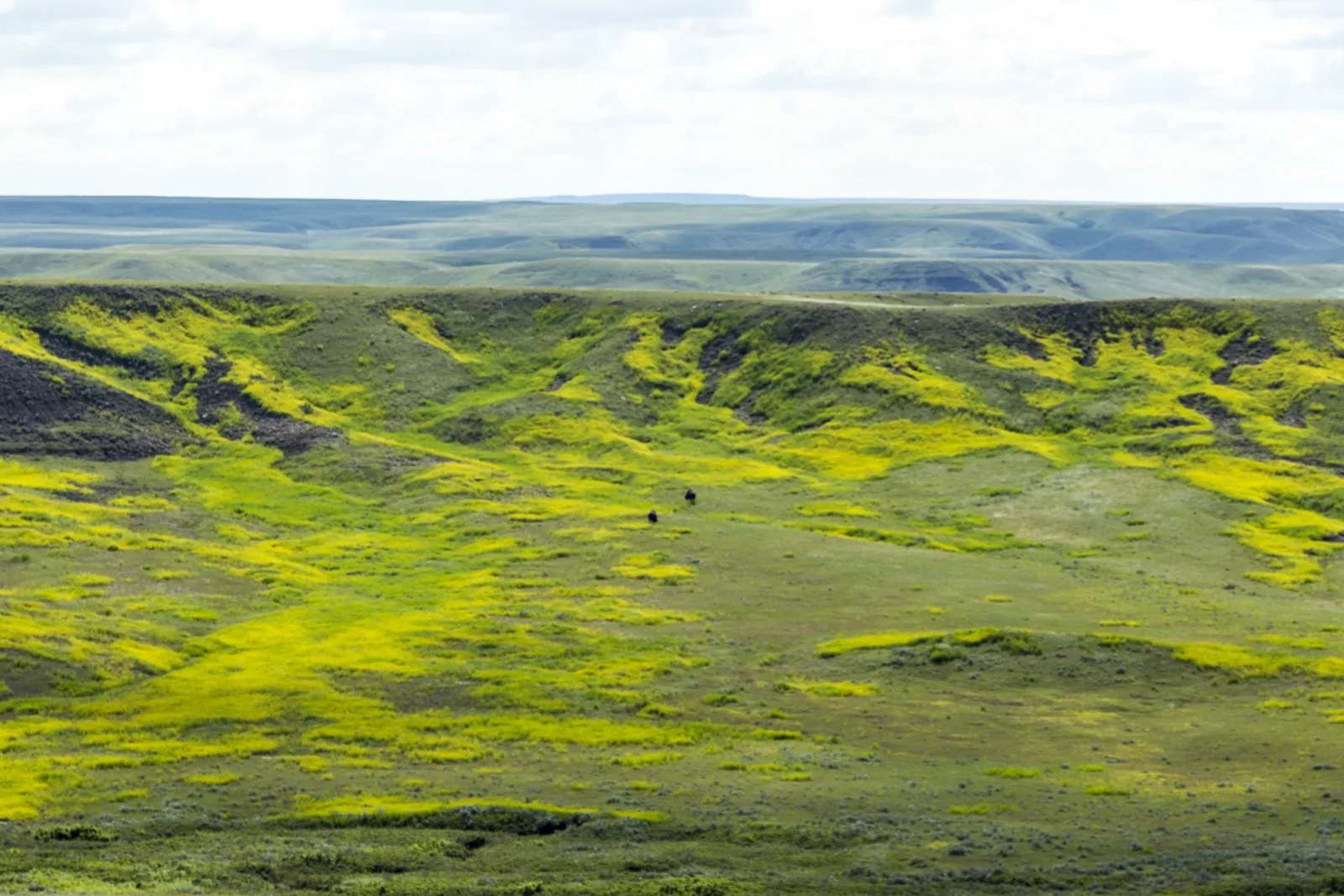 A wide valley in Grasslands National Park with bright yellow flowering patches, in the middle two tiny dark dots: bison