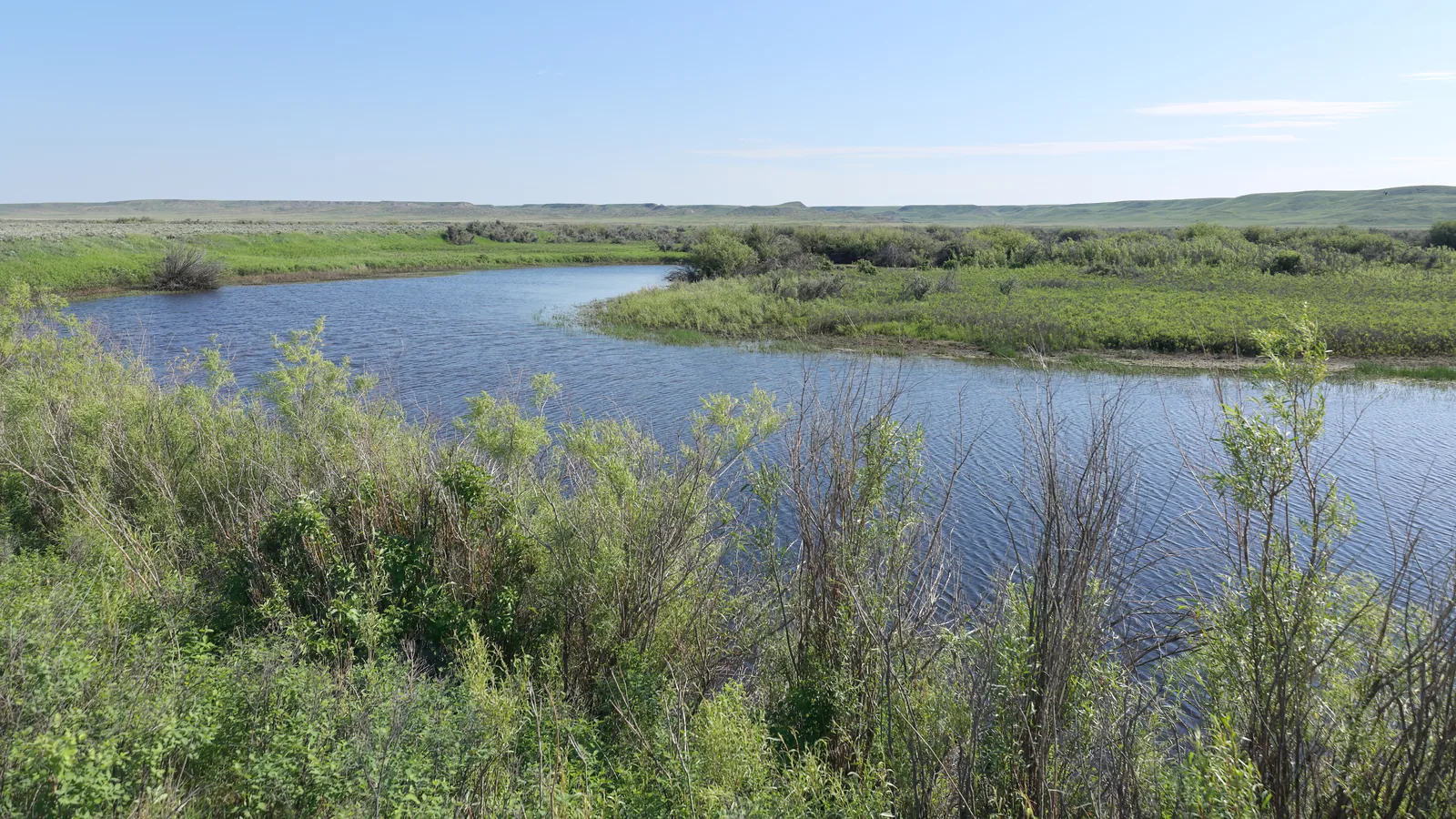 The Frenchman River winds through green grassland with willow shrubs in Grasslands National Park, low buttes on the horizon