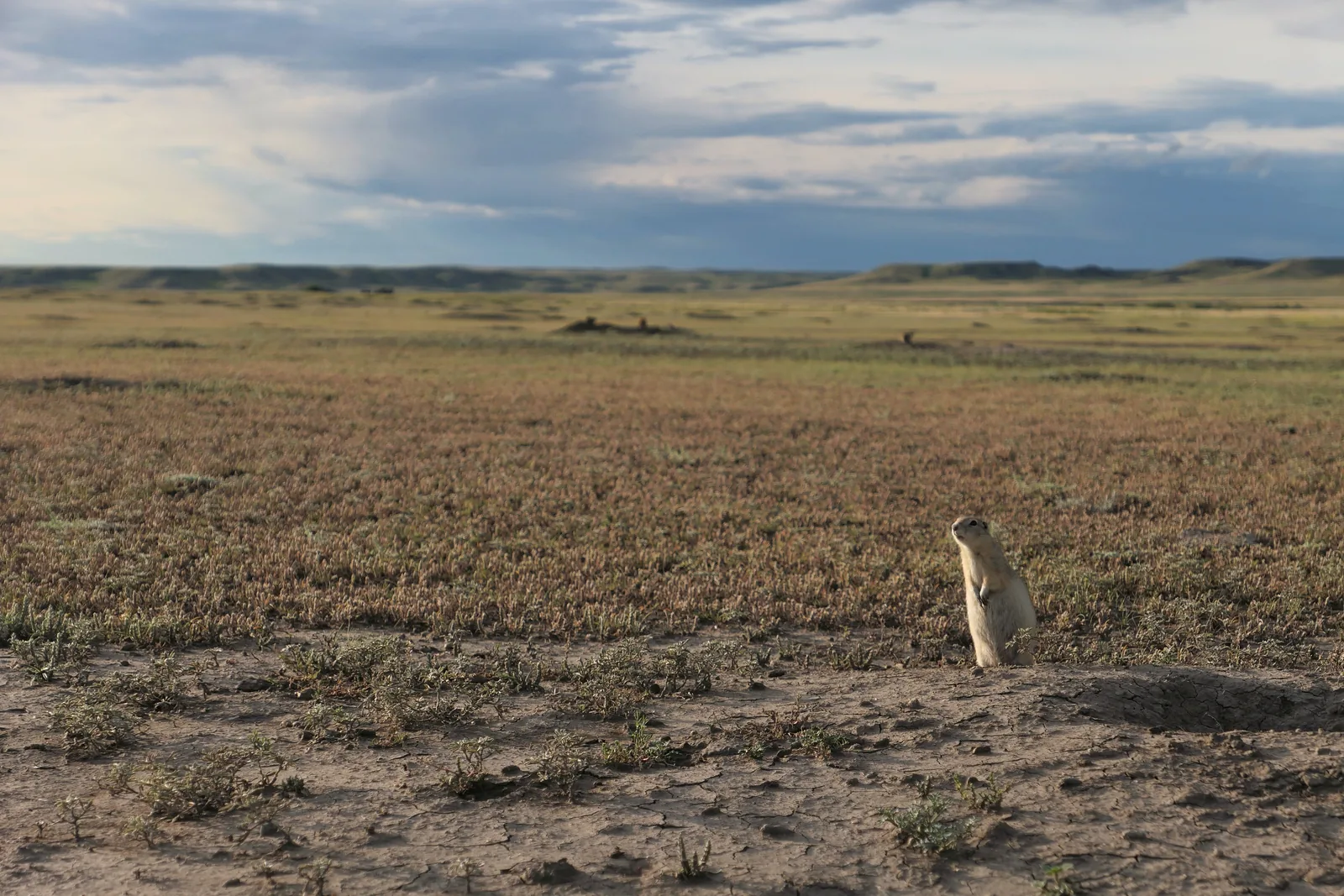 A prairie dog sits upright at the edge of its burrow in Grasslands National Park, flat prairie stretching away under clouds behind