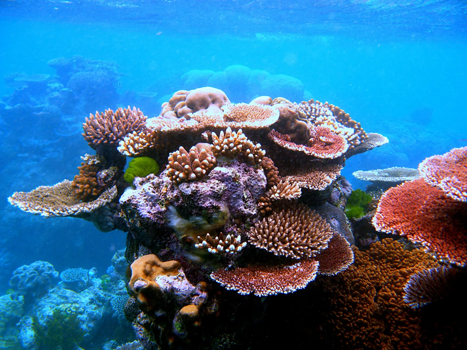A coral outcrop with table and soft corals on Flynn Reef in the Great Barrier Reef Marine Park off Cairns