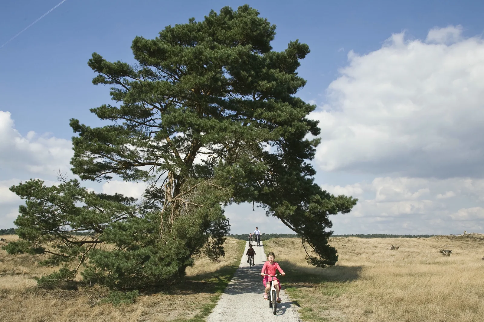 Cyclists under a wide-spreading pine on a cycle path in De Hoge Veluwe National Park, heath and grassland on both sides