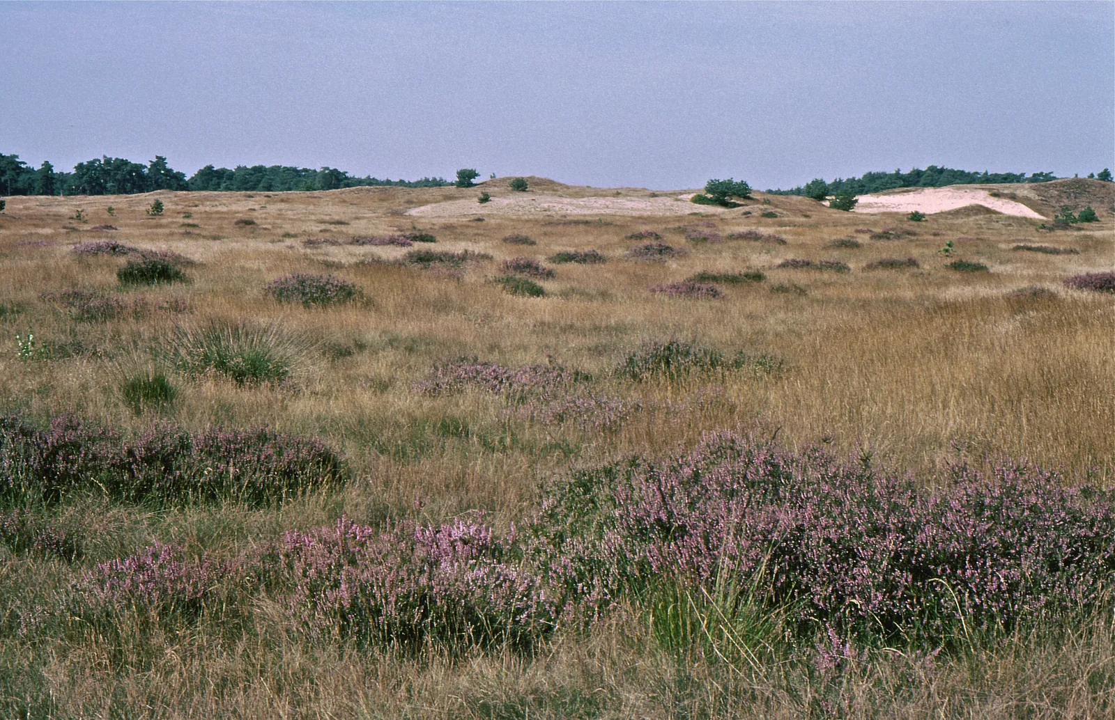 Flowering heather and grass in De Hoge Veluwe National Park in August, with a pale sand flat and forest edge behind