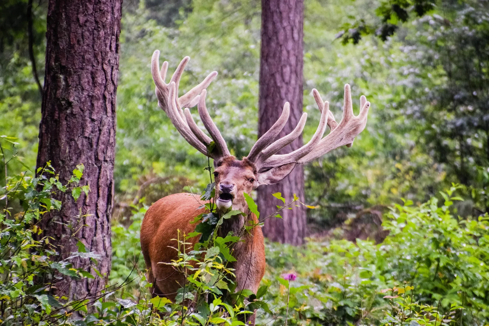 A red deer stag in velvet feeds between pine trunks and leaves in De Hoge Veluwe National Park