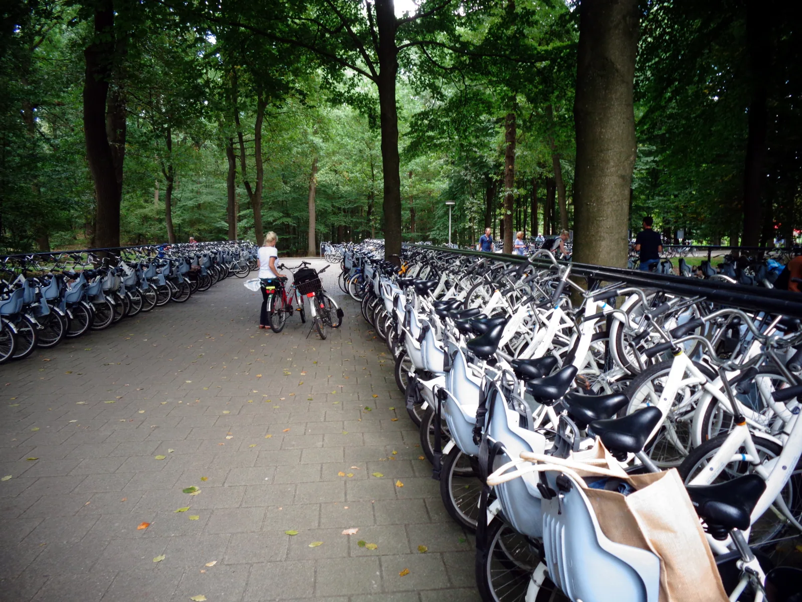 Rows of White Bicycles under tall trees in front of the Kröller-Müller Museum in De Hoge Veluwe National Park
