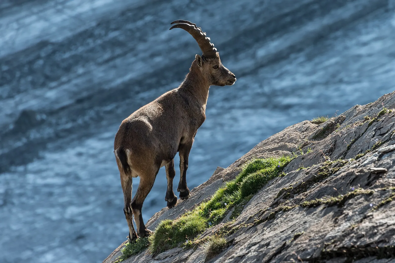 An ibex in Hohe Tauern National Park with long, curved horns stands on a mossy rock ridge, the ice of a glacier in shadow behind