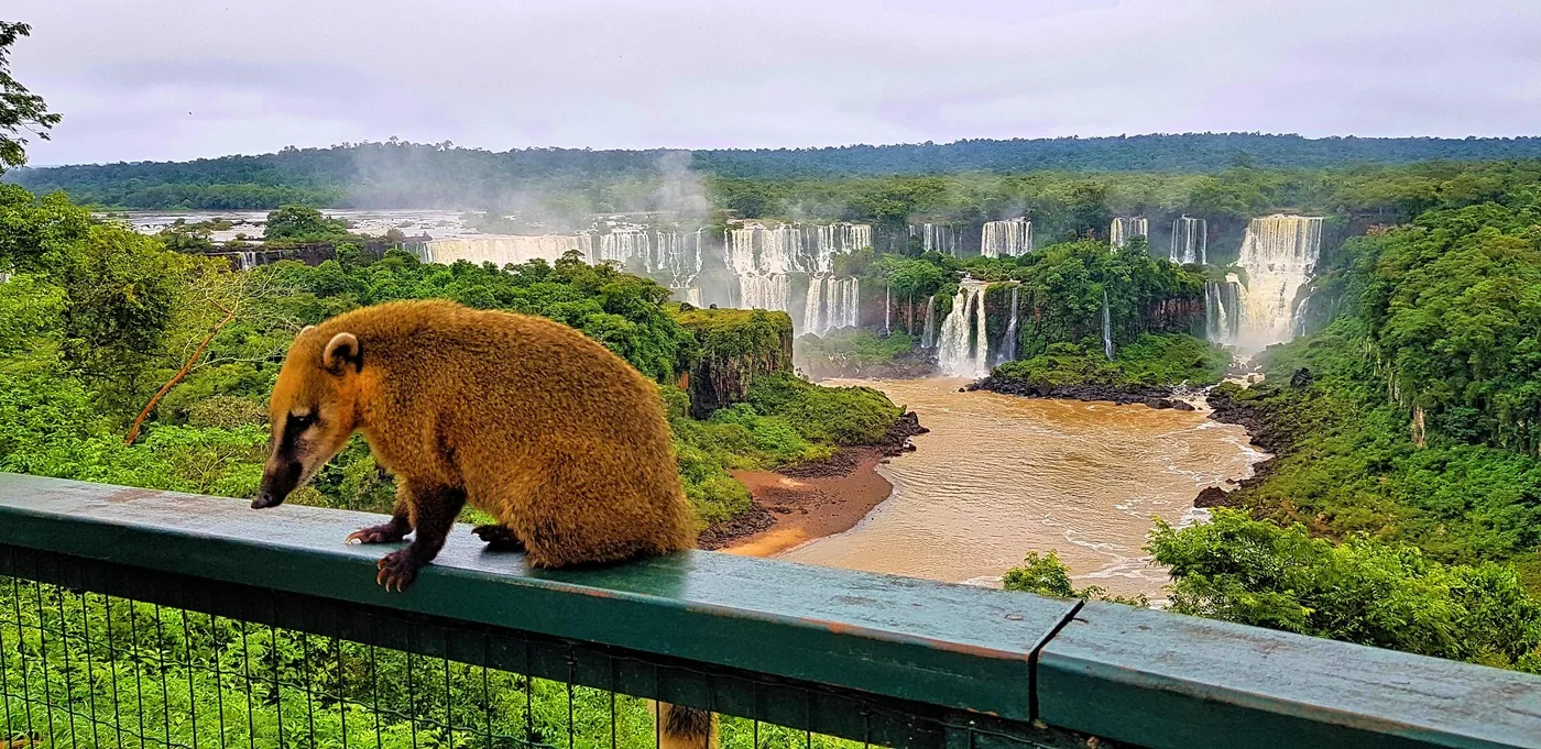 Offer photo: From Foz do Iguaçu: Brazilian side with park ticket