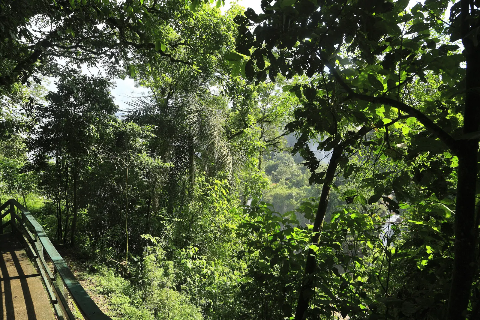 A concrete path with a railing leads through dense Atlantic Forest in Iguaçu National Park towards the falls