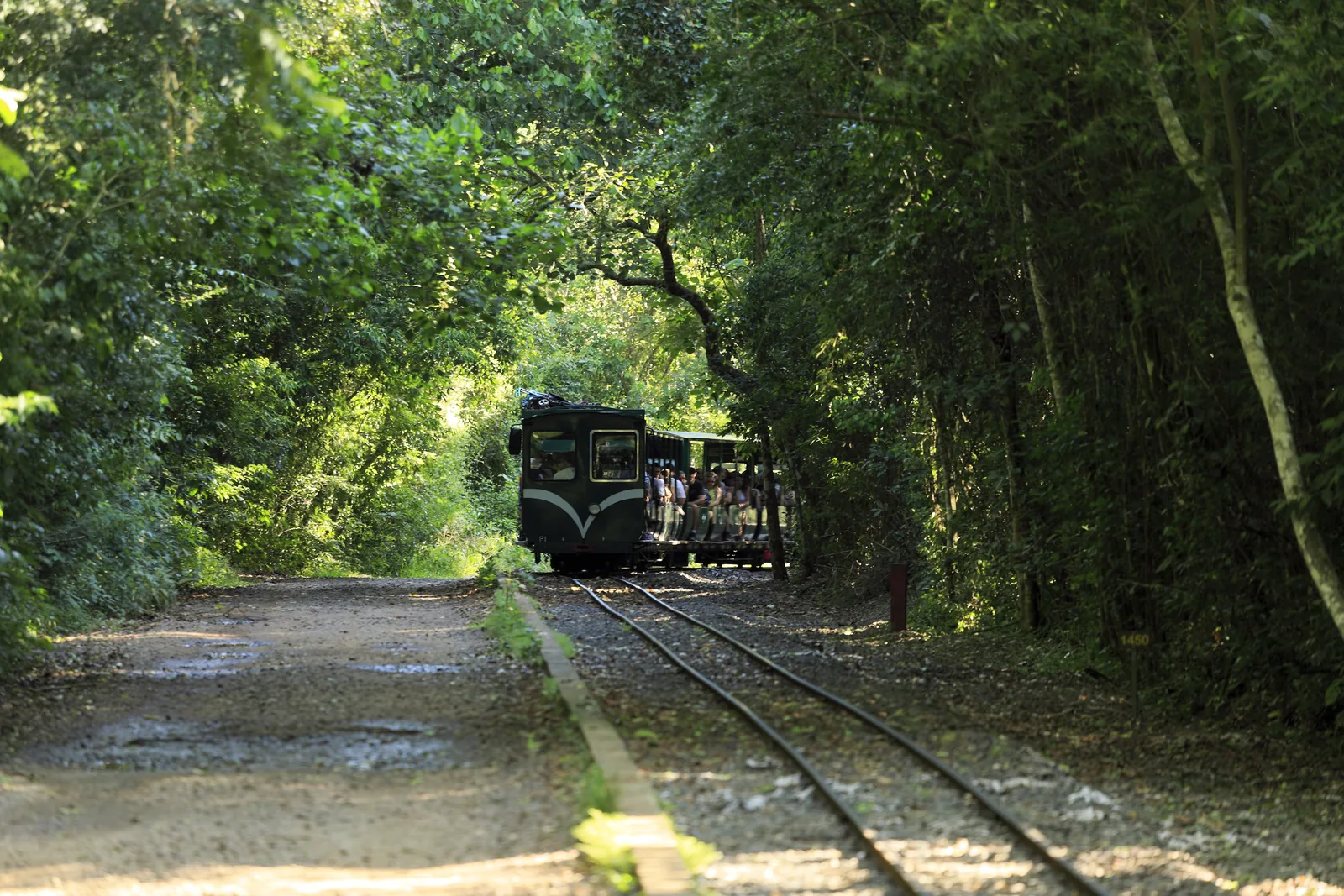 The Tren Ecológico de la Selva in Iguazú National Park runs on a narrow track out of a green tunnel of forest