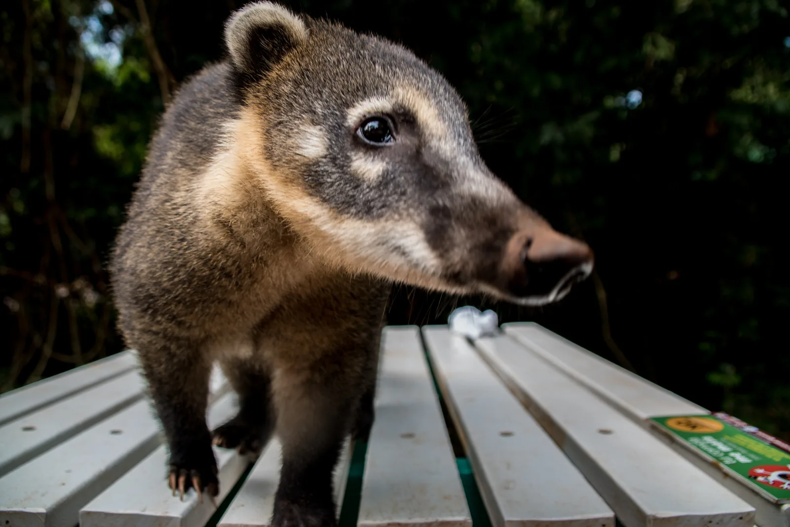 A South American coati stands on a bench in Iguazú National Park, looking sideways with its long snout
