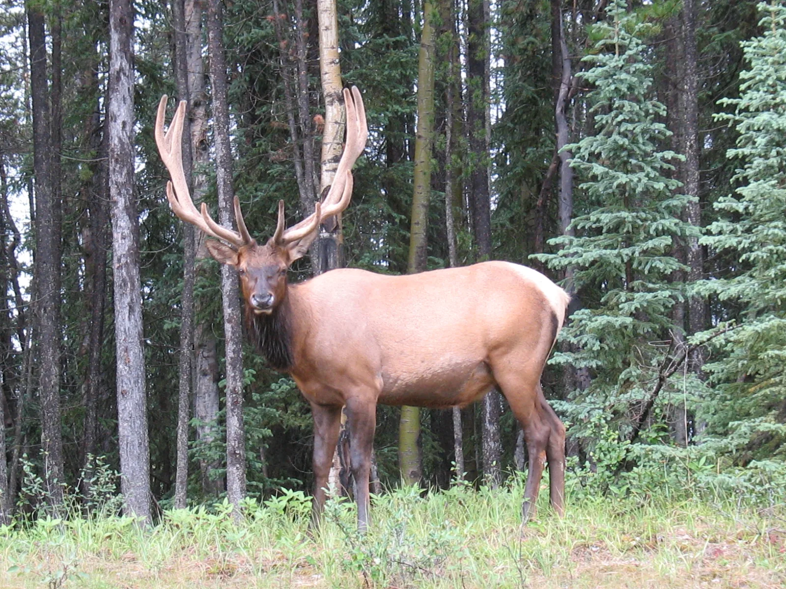 A bull elk with large antlers in Jasper National Park in the forest near Maligne Lake